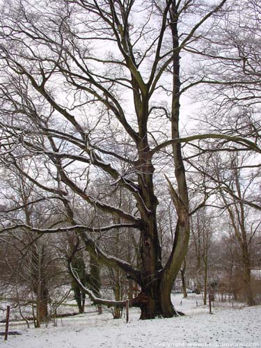 Winter in Lovenjoel BIERBEEK / BELGIUM 