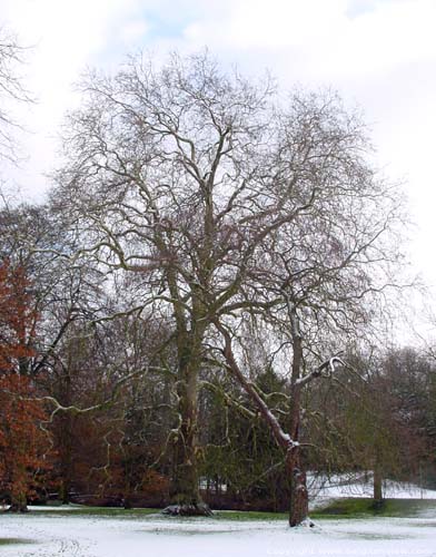 Arenbergkasteelpark HEVERLEE in LEUVEN / BELGI Overzicht van de Plataan