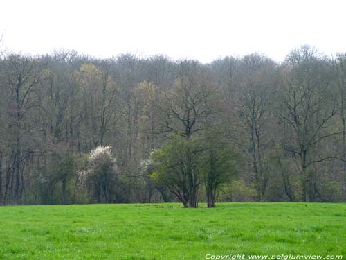 View on the forest in early spring VODELE in DOISCHE / BELGIUM 