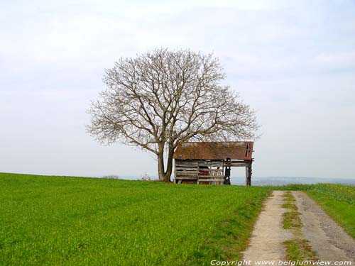 Walnut Tree (in Falmagne) DINANT / BELGIUM 