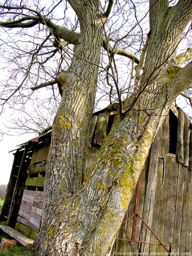 Walnut Tree (in Falmagne) DINANT picture 