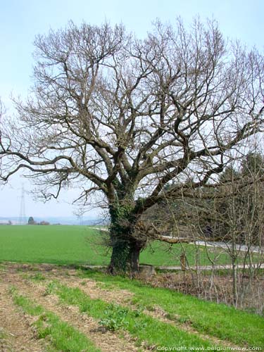 Hulsonniaux Oak HOUYET / BELGIUM 