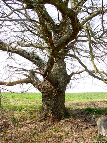 Hulsonniaux Oak HOUYET / BELGIUM 