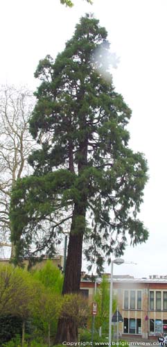 Arbre de Mamout HALLE  HAL / BELGIQUE 