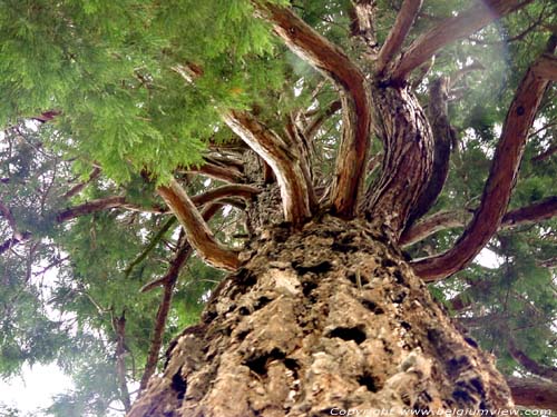 Arbre de Mamout HALLE  HAL / BELGIQUE 