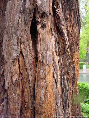 Mamouttree HALLE / BELGIUM 