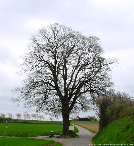 Schonenboom Duisburg TERVUREN / BELGI 