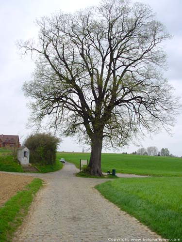 Beautiful Tree (in Duisburg) TERVUREN / BELGIUM 