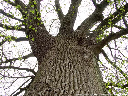 Bel Arbre ( Duisburg) TERVUREN / BELGIQUE 