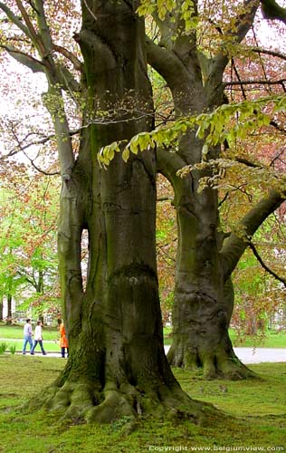 Park Koninklijk Paleis Laken LAKEN in BRUSSEL / BELGI Bijzondere, gesplitste stam van één van de rode beuken