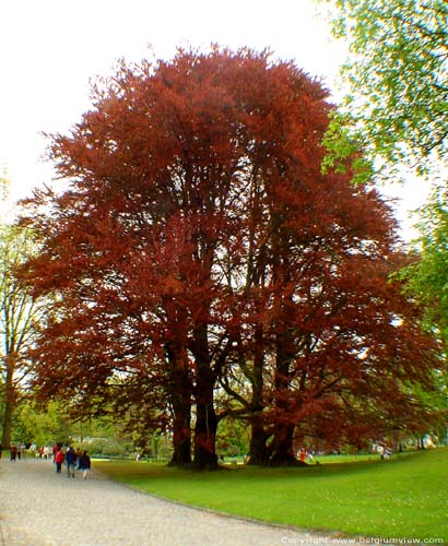 Park Koninklijk Paleis Laken LAKEN / BRUSSEL foto 4-tal rode beuken