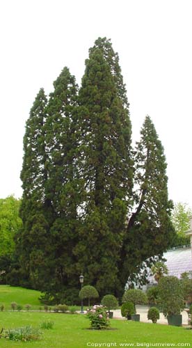 Park Koninklijk Paleis Laken LAKEN in BRUSSEL / BELGI Mamoutbomen