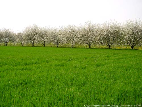 Landschap met fruitbomen VELM in SINT-TRUIDEN / BELGI 