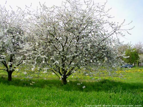 Landschap met fruitbomen VELM in SINT-TRUIDEN / BELGI 