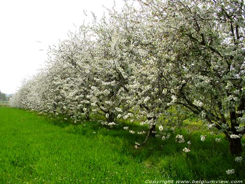 Landschap met fruitbomen VELM in SINT-TRUIDEN / BELGIUM 