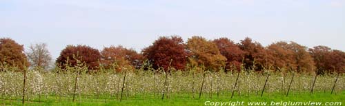 Colorful Landscape Kerkom-bij-Sint-Truiden SINT-TRUIDEN picture 