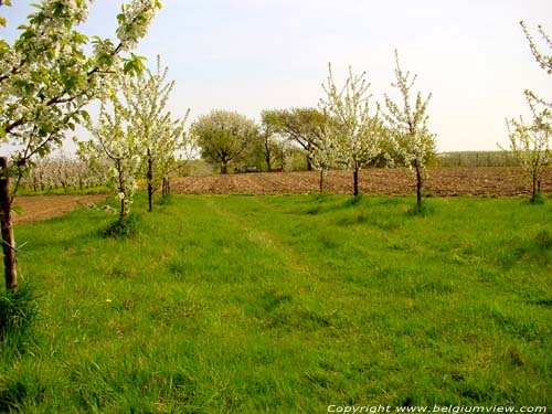 Landschap Zepperen SINT-TRUIDEN / BELGIUM 