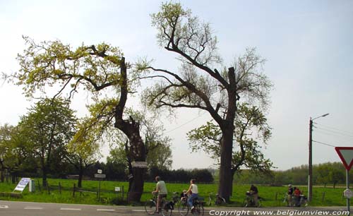 Arbre de Notre Bon Dieu KORTESSEM / BELGIQUE 