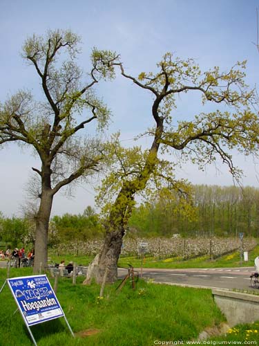 Onze-Lieve-Herenboom KORTESSEM / BELGI 