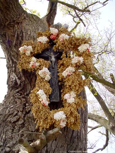 Arbre de Notre Bon Dieu KORTESSEM / BELGIQUE 