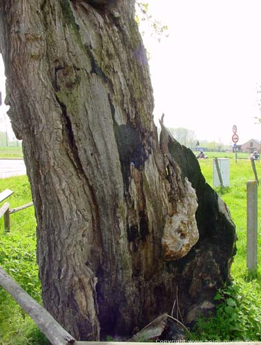 Arbre de Notre Bon Dieu KORTESSEM photo 