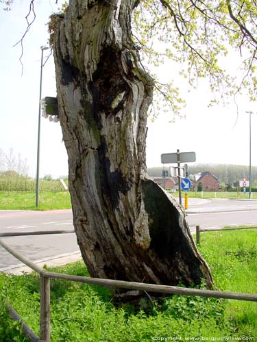 Arbre de Notre Bon Dieu KORTESSEM / BELGIQUE 