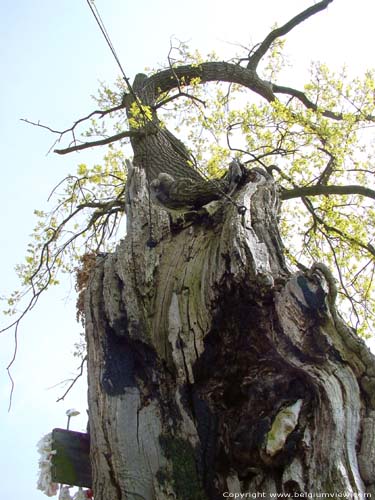 Arbre de Notre Bon Dieu KORTESSEM / BELGIQUE 