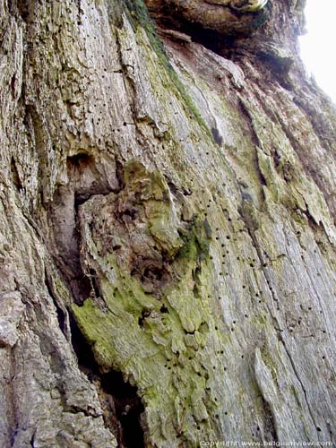 Arbre de Notre Bon Dieu KORTESSEM photo 