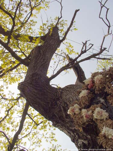 Arbre de Notre Bon Dieu KORTESSEM / BELGIQUE 