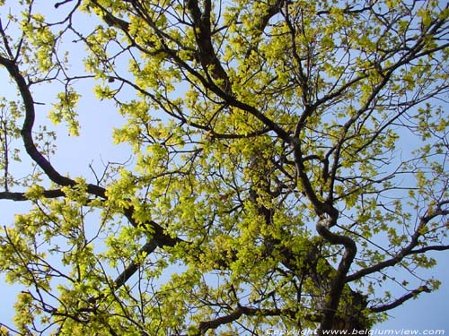 Arbre de Notre Bon Dieu KORTESSEM photo 