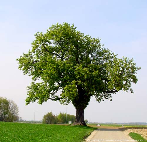 Arbre du Gibet - Galgenboom (te Boirs) BASSENGE / BITSINGEN foto 