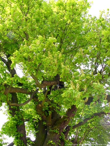 Gallows Tree (in Boirs) BASSENGE / BELGIUM 