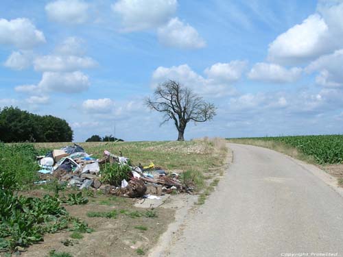 Arbre du Gibet - Galgenboom (te Boirs) BASSENGE / BITSINGEN foto Foto door anonieme fotograaf. Enerzijds zie je veel vuil, anderzijds is de boom zo goed als dood!