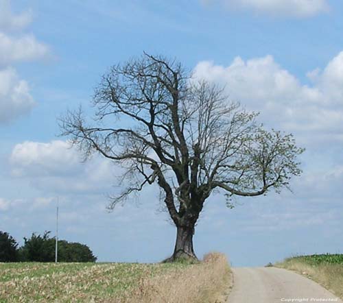 Arbre du Gibet - Galgenboom (te Boirs) BASSENGE in BITSINGEN / BELGI Foto door anonieme fotograaf.  Nog enkele blaadjes scheiden deze boom van de dood.