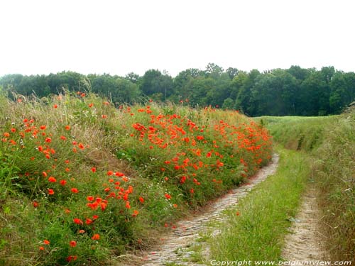 Weg met klaprozen JODOIGNE photo 