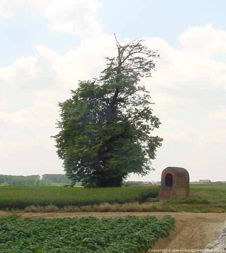 Tilleul de la Fontaine-qui-Bout INCOURT photo