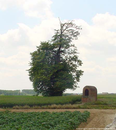 Lime-tree at the Fontaine-qui-Bout INCOURT picture 