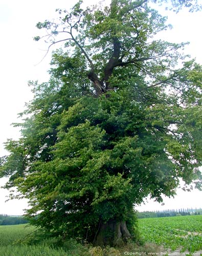 Lime-tree at the Fontaine-qui-Bout INCOURT picture 