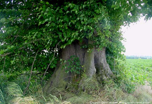 Lime-tree at the Fontaine-qui-Bout INCOURT picture 