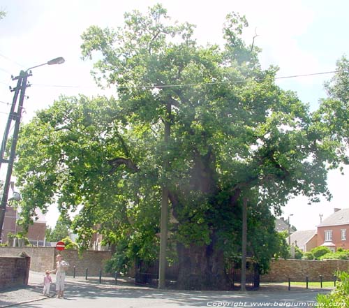 Gros Ch�ne de Liernu NAMUR / EGHEZEE photo 