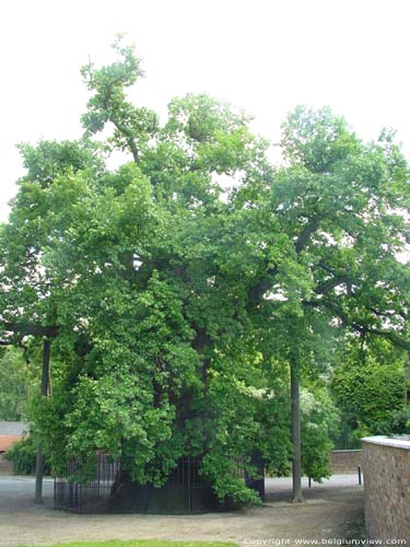 Gros Ch�ne de Liernu NAMUR / EGHEZEE photo 