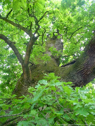 Liernu's Big oak-tree EGHEZEE / BELGIUM 