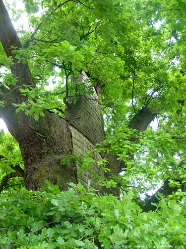 Liernu's Big oak-tree EGHEZEE picture 