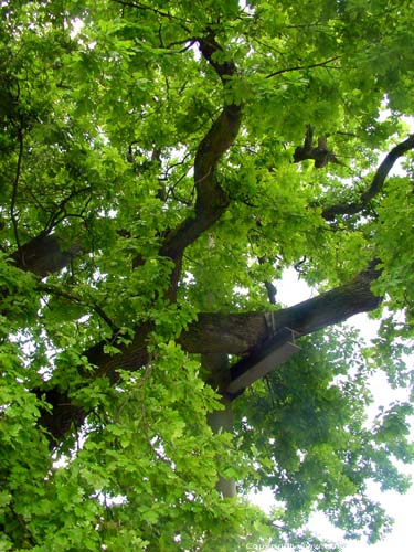 Liernu's Big oak-tree EGHEZEE picture 