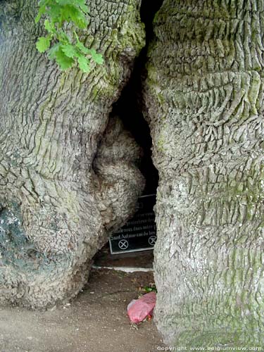 Liernu's Big oak-tree EGHEZEE picture 