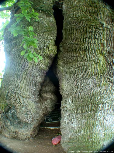 Liernu's Big oak-tree EGHEZEE picture 