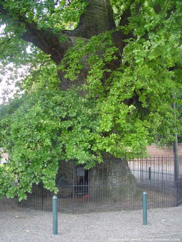 Liernu's Big oak-tree EGHEZEE picture 