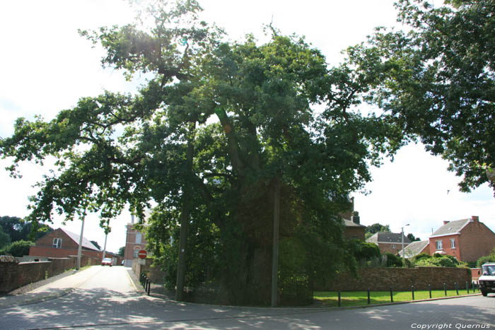 Liernu's Big oak-tree EGHEZEE picture 