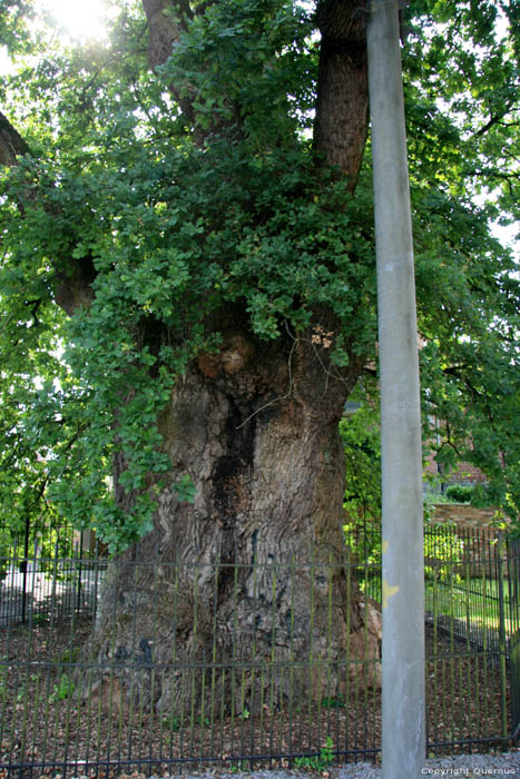 Liernu's Big oak-tree EGHEZEE picture 