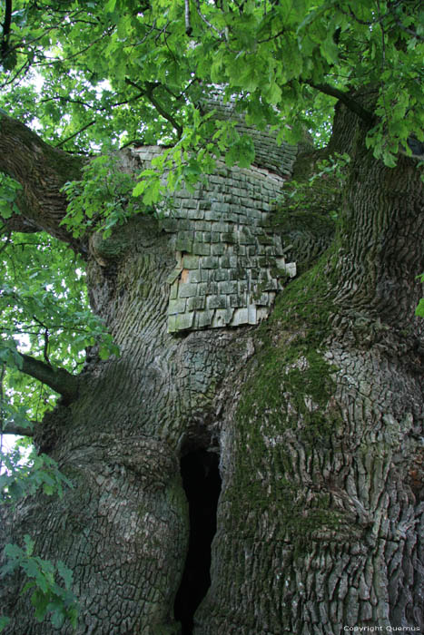 Liernu's Big oak-tree EGHEZEE picture 